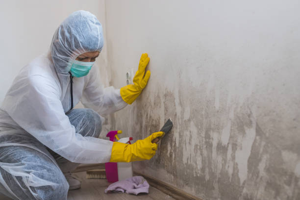 Office Mold Removal Services in Lake Wazeecha, WI