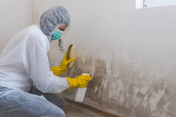 Best Local Mold Removal Service  in Lake Wazeecha, WI