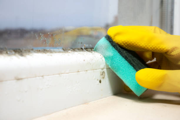 Best Black Mold Removal  in Lake Wazeecha, WI