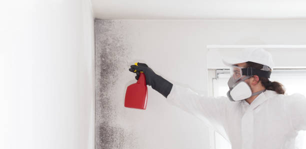 Best Attic Mold Removal  in Lake Wazeecha, WI