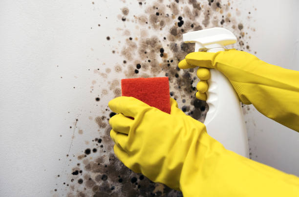 Best Residential Mold Removal  in Lake Wazeecha, WI